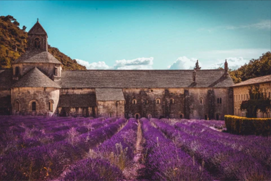 The Historical Efficacy of Lavender for Medicinal Uses