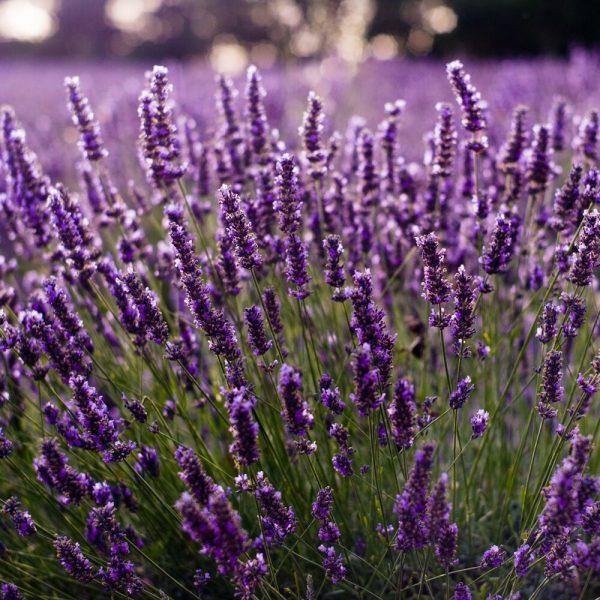 The Benefits of 100% Pure Bulgarian Lavender